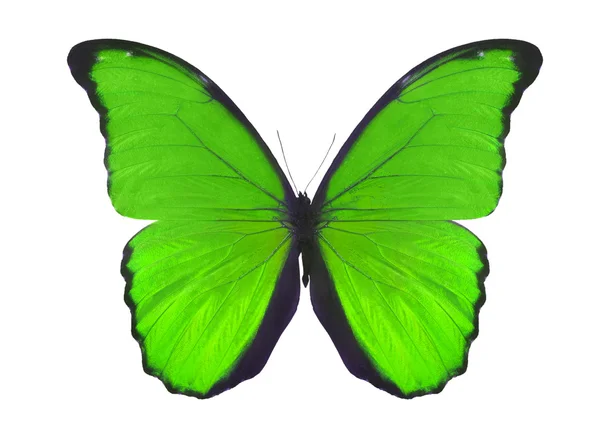 Ізольовані на біло-зеленому метелику — стокове фото