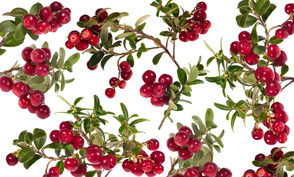 Rip red cowberries background — Stock Photo, Image