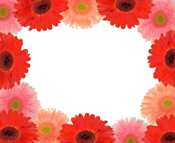 Gerbera virágok keret elszigetelt fehér — Stock Fotó