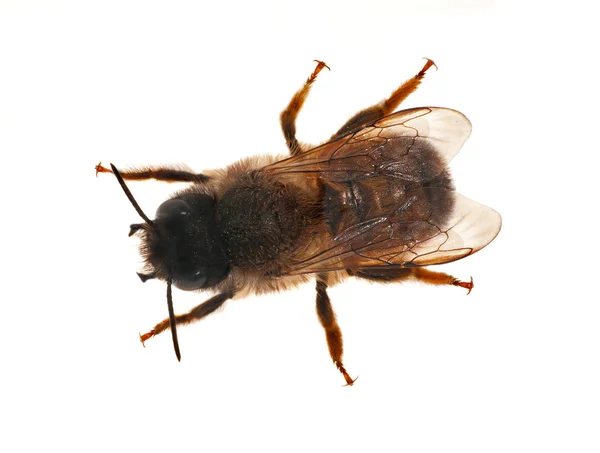 Вид сверху на пчелу — стоковое фото