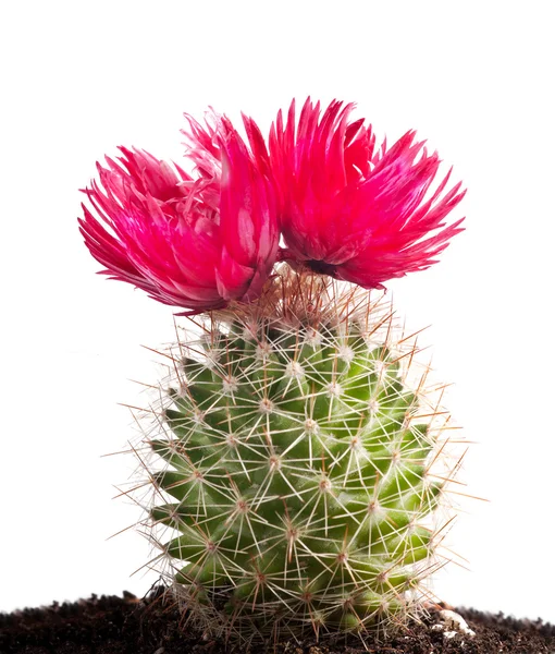 Kaktus z duże czerwone kwiaty na białym tle — Zdjęcie stockowe