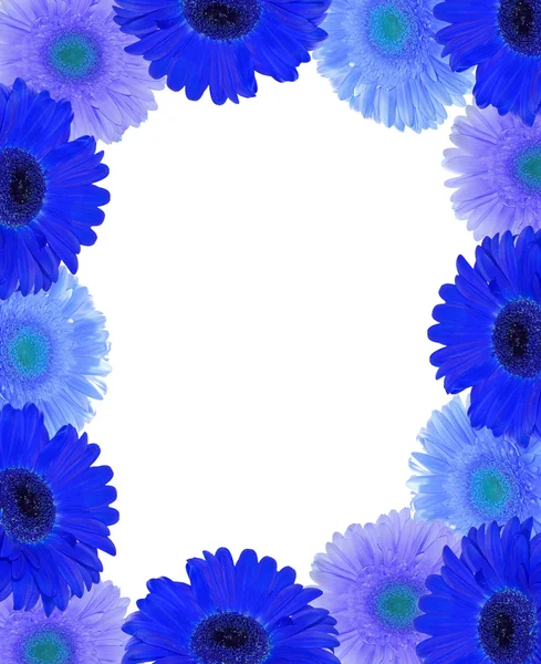 Gerberas moldura flores azuis isolado no branco — Fotografia de Stock
