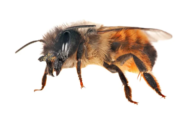 Pequena abelha marrom no branco — Fotografia de Stock