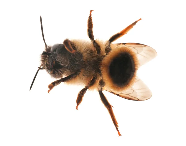 Вид снизу на пчелу — стоковое фото