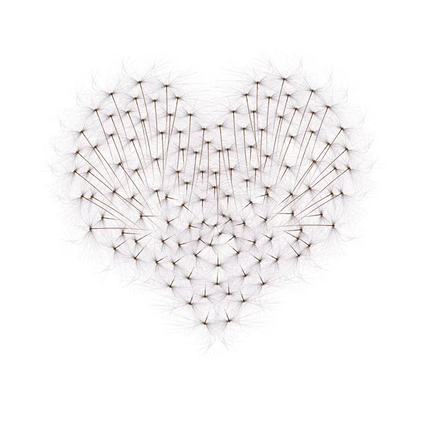 Heart from dandelion seeds — Stock Photo, Image