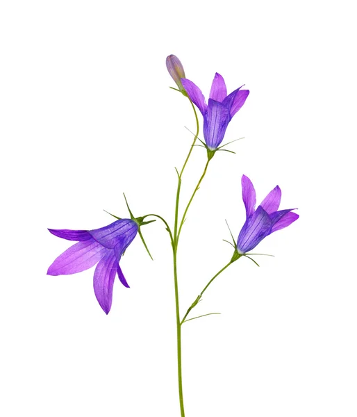 Licht lila geïsoleerde drie bellflowers — Stockfoto