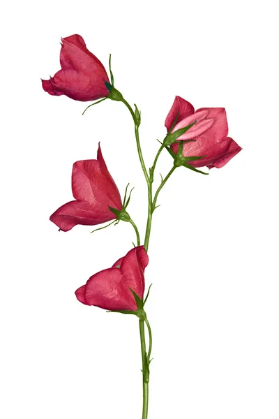 Ізольовані чотири квіти червона кампанула — стокове фото