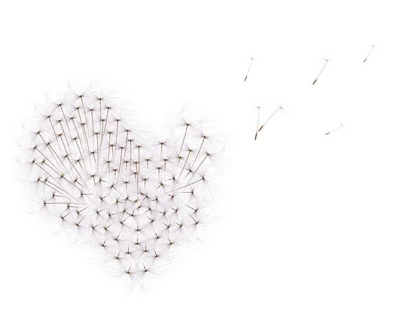 Isolato su cuore di semi di tarassaco bianco — Foto Stock