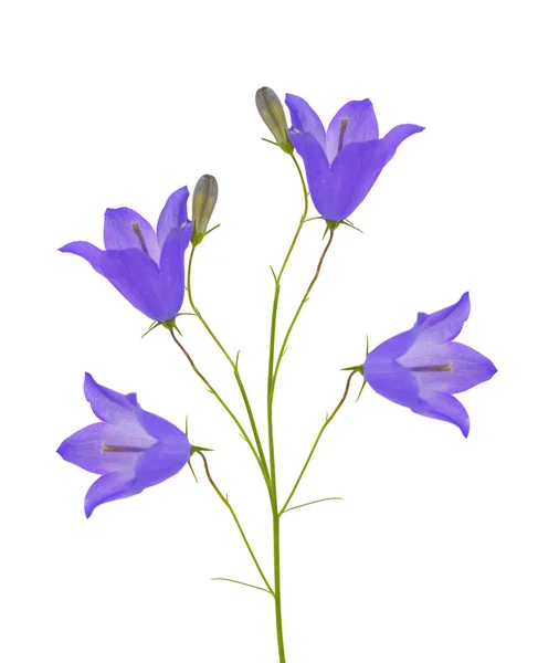 Ljus lila isolerade fyra blåklockor — Stockfoto