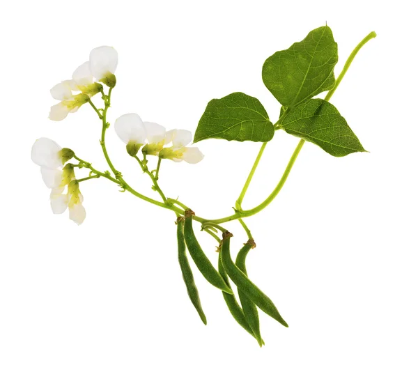 Young haricot pods and white flowers — Stock Photo, Image