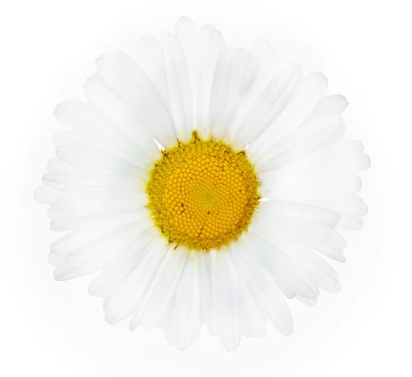 Single camomile with many petals — Stock Photo, Image