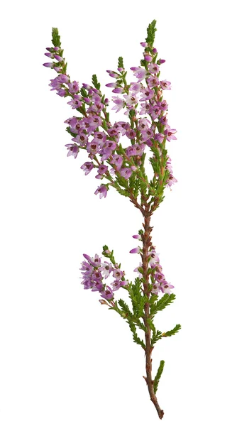 Branche de bruyère violette et verte — Photo