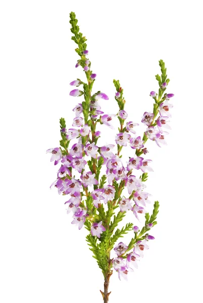 Mor renk çiçek heather Şubesi — Stok fotoğraf