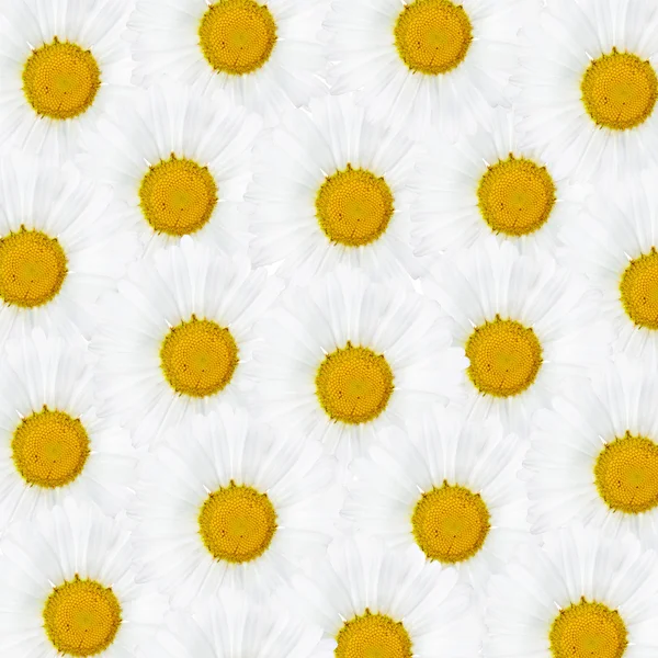 Pozadí s bílou heřmánkový květ — Stock fotografie