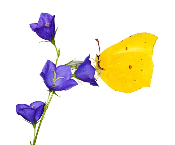 Желтая бабочка на голубом цветке кампанулы — стоковое фото