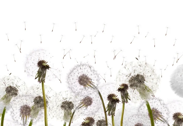 Field with white dandelions — Zdjęcie stockowe