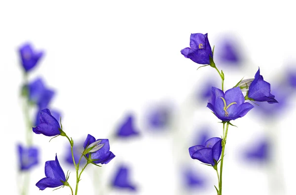 カンパニュラメジウム切り花の受粉花白い背景の上 — ストック写真