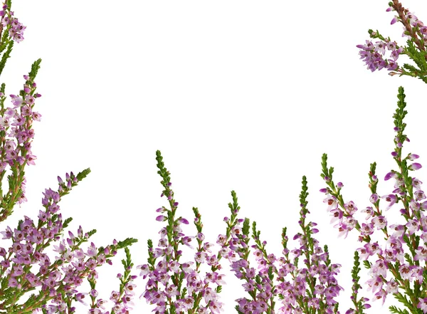 Heather con flores púrpura medio marco — Foto de Stock