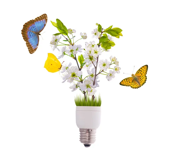 Concepto de lámpara con flores y mariposas —  Fotos de Stock