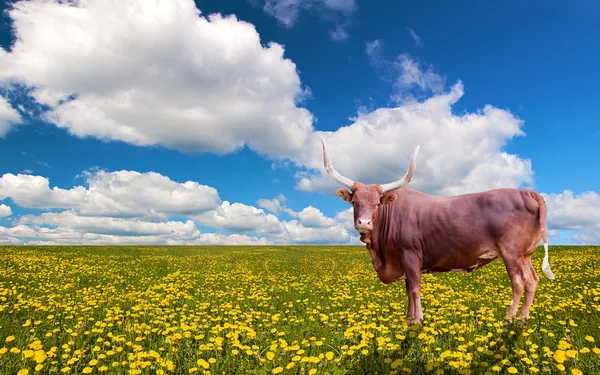 วัวบนสนามดอกแดนดิไลอันสีเหลือง — ภาพถ่ายสต็อก