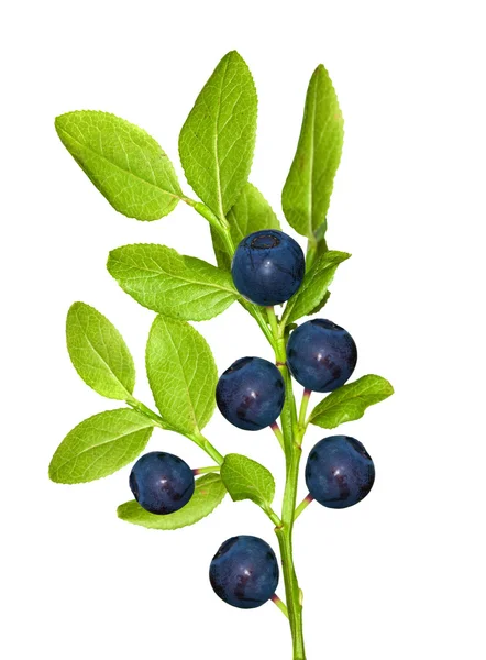 与六个浆果蓝莓分公司 — 图库照片