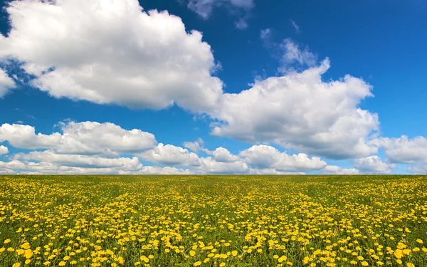 Żółty mniszek duże pole — Zdjęcie stockowe