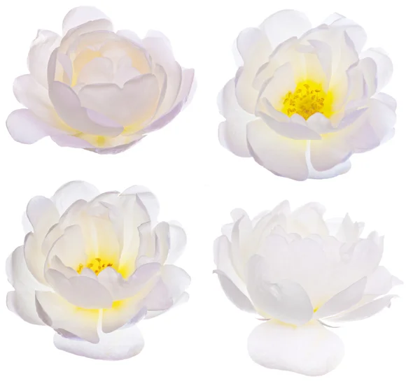 Conjunto de flores de cerda blanca aisladas — Foto de Stock