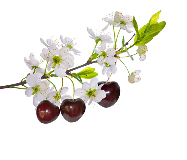 用鲜花和浆果的樱桃树分支 — 图库照片