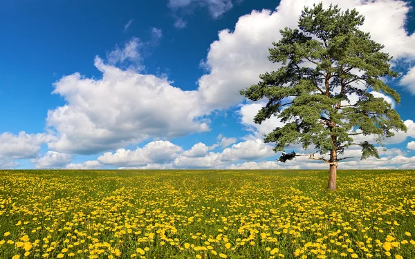 Gele paardebloem veld en pine tree — Stockfoto
