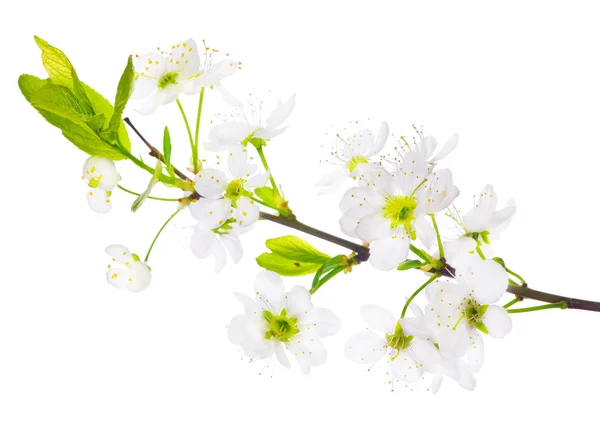 Wiosna drzewo białe kwiaty gałąź — Zdjęcie stockowe