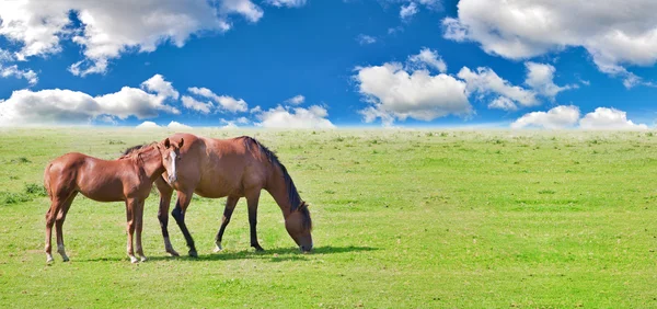 Лошадь и жеребенок на зеленом лугу — стоковое фото