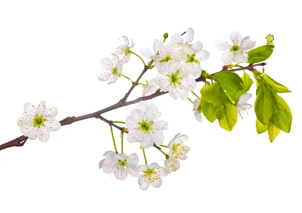 Cseresznye tavaszi virágos ág — Stock Fotó