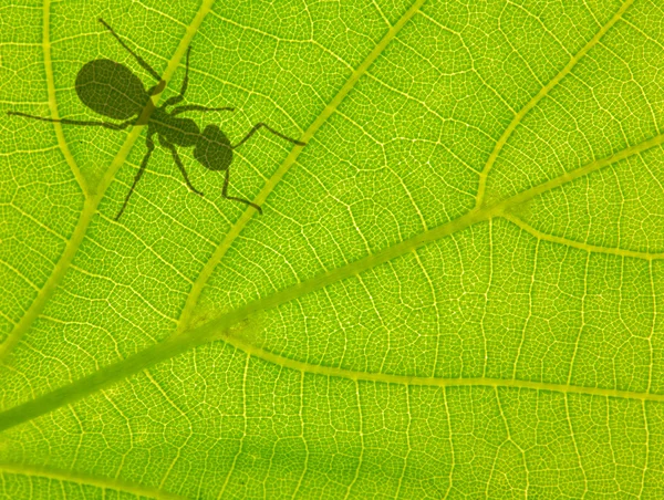 stock image Green leaf with ant shadow