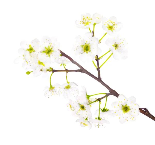 Spring white cherry floral branch — Stock Photo, Image