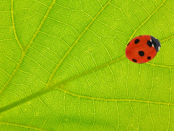 Green leaf with red ladybird — Stock Photo, Image