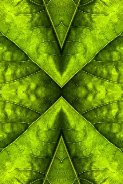 Абстрактный фон из зеленого листа — стоковое фото