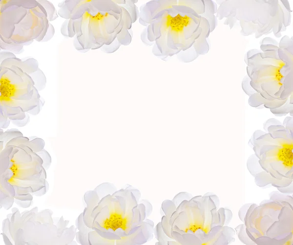 白いブライヤー花のフレーム — ストック写真
