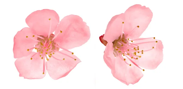 Two pink cherry tree flowers — Stock Photo, Image