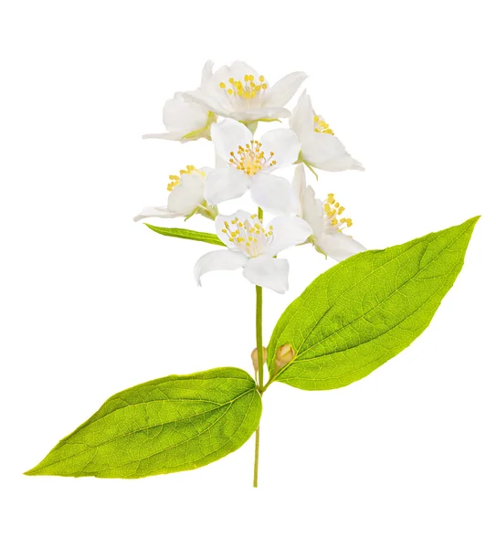 Branch with single jasmin flower — Stock Photo, Image