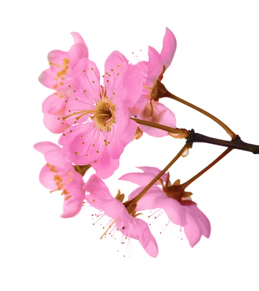 Gros plan sur les fleurs de cerisier rose — Photo