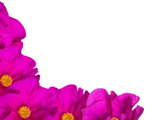 Rincón de flores de cerda rosa aislado en blanco —  Fotos de Stock
