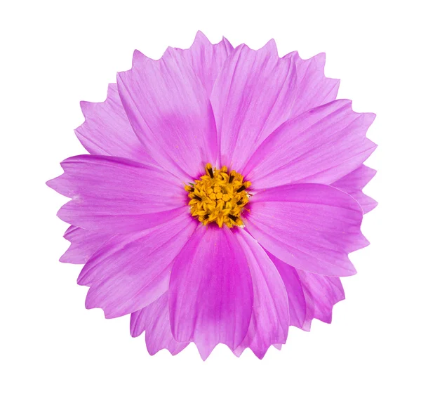 Rosa runde Blume mit gelber Mitte — Stockfoto