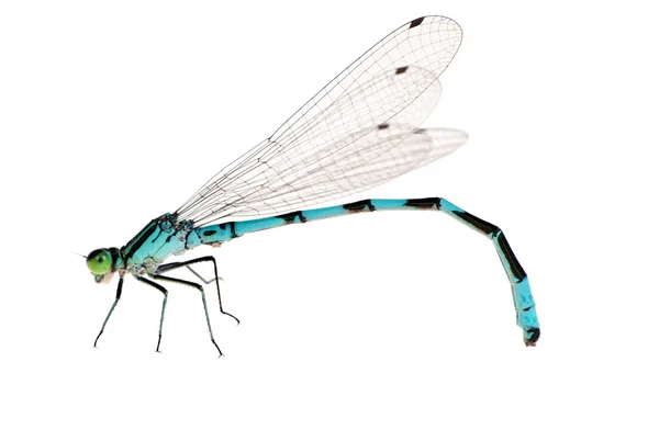 Pequena libélula azul brilhante isolada — Fotografia de Stock