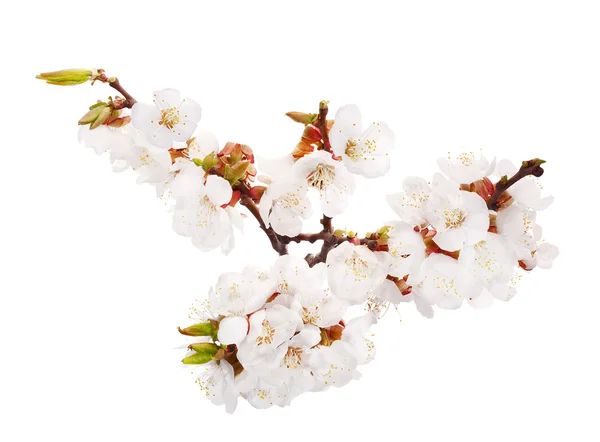 Lot of white cherry-tree flowers on branch — Stock Photo, Image