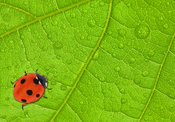 Coccinella rossa su foglia verde — Foto Stock