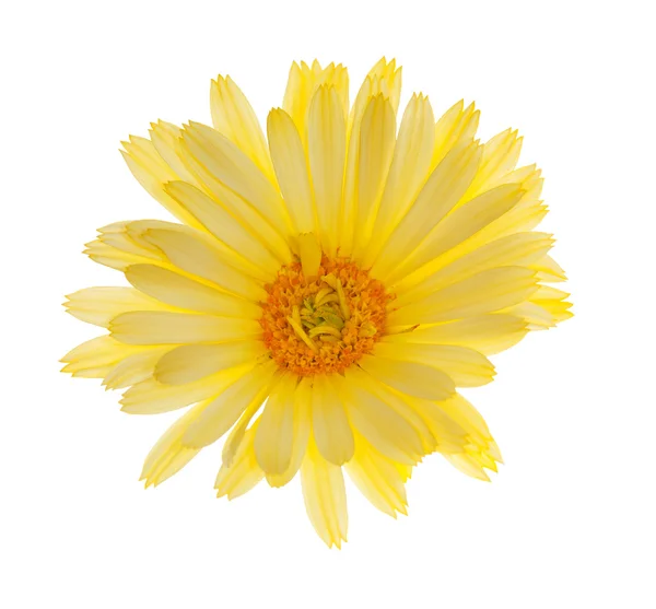 Enkele lichte gele bloem — Stockfoto