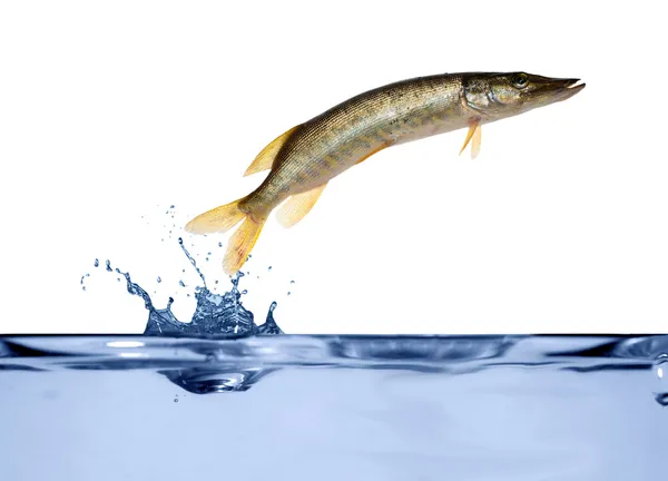Liten gädda hoppar från vatten — Stockfoto