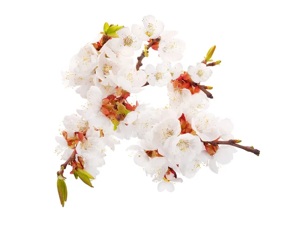 Lot of white cherry flowers on branch — Stock Photo, Image