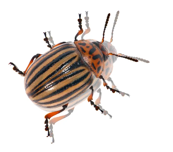 Colorado potato beetle with reflection — Stock Photo, Image