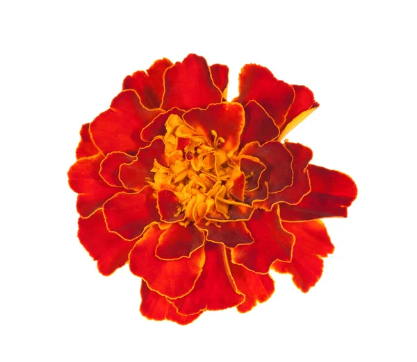Flor roja y amarilla brillante aislada en blanco — Foto de Stock